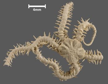 Media type: image; Invertebrate Zoology OPH-1161 Aspect: dorsal